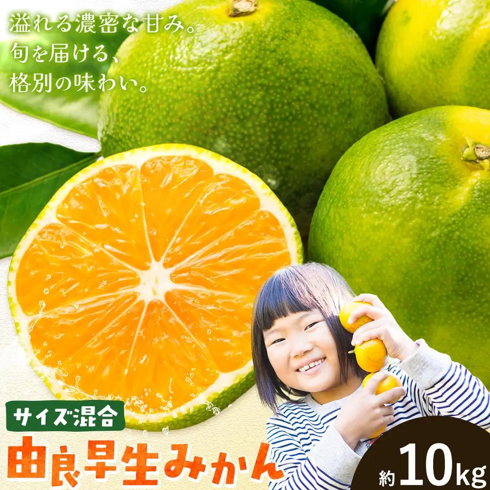 みかん 由良 早生 みかん 約10kg エイワ商店