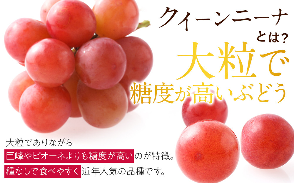 【先行予約】角田市産ぶどう【クイーンニーナ】1房（約500g）【2026年9月末より順次発送】