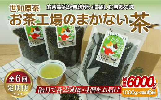 C248p 世知原茶お茶工場のまかない茶【6回定期便】