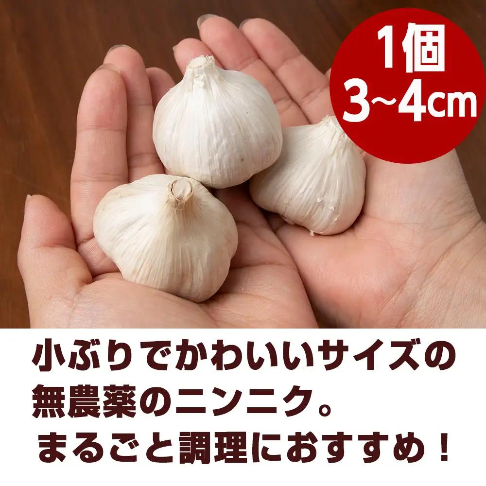 【数量限定】予約販売　無農薬ニンニク5kg（500g×10袋）無農薬 にんにくガーリック