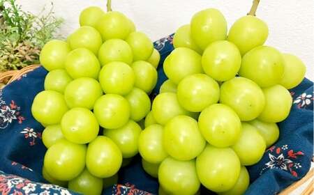 【訳あり】家庭用 シャインマスカット 500g以上2房入り 1kg以上【2026年9月上旬～10月上旬発送予定】果物 フルーツ くだもの マスカット ぶどう ブドウ 葡萄 ジューシー 甘い 濃厚 冷蔵