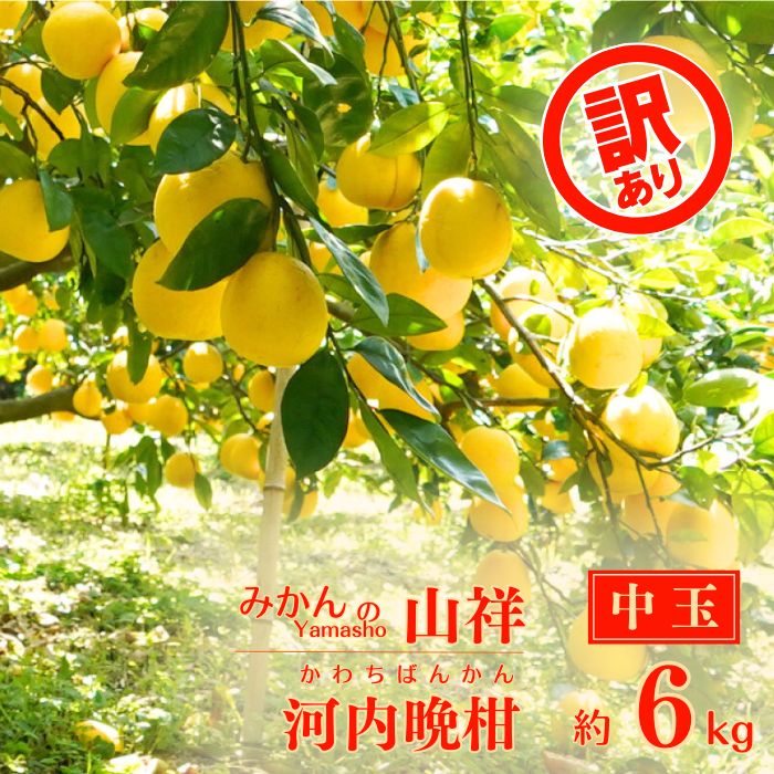 【ふるさと納税】 訳あり 家庭用 河内晩柑 中玉 サイズ L~2Lサイズ ミックス 6kg みかんの山祥 晩柑 かわちばんかん 和製 グレープフルーツ 果物 柑橘 フルーツ 特産品 デザート 愛媛 希少 日本一 美味しい ジューシー
