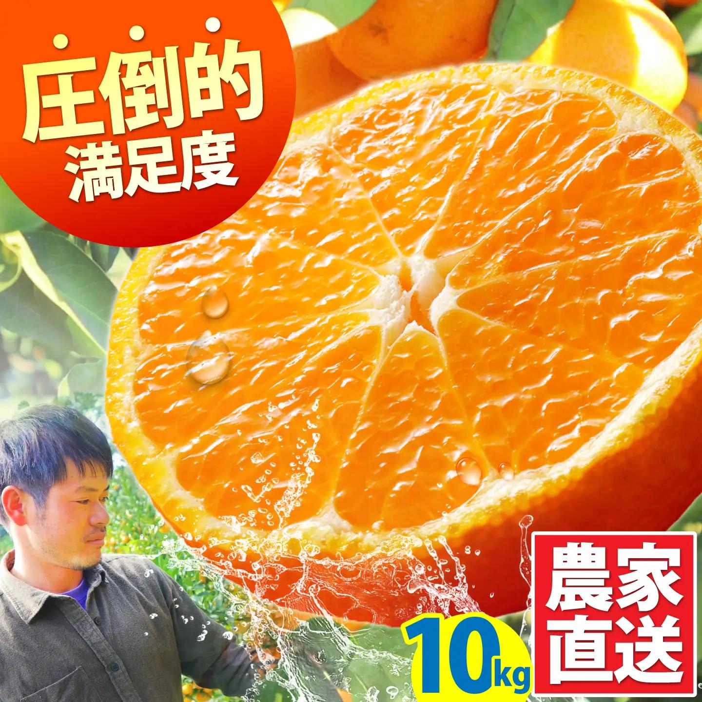 【先行予約】温州みかん 約10kg [SCQ002] みかん