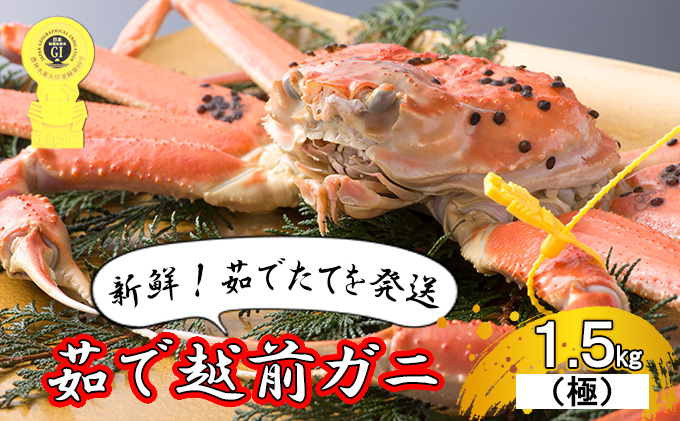 茹で越前ガニ 極！【期間限定】食通もうなる本場の味をぜひ、ご堪能ください。約1.5kg以上（極）越前がに 越前かに 越前カニ カニ ボイルガニ