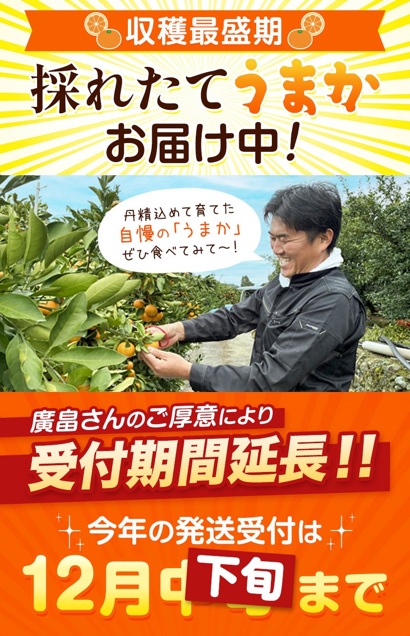 【CF】丹精込めて育てました！マルチみかん「うまか」 1箱 2.2kg 《11月中旬-12月末頃に出荷予定(土日祝除く)》 広畠農園 【配送不可地域あり】(離島) みかん ミカン 蜜柑 早生 柑橘 佐那河内 徳島県 箱入り 化粧箱 S M L フルーツ 果物 くだもの 贈答 進物---sanagouchi_hhn_1_1hk---