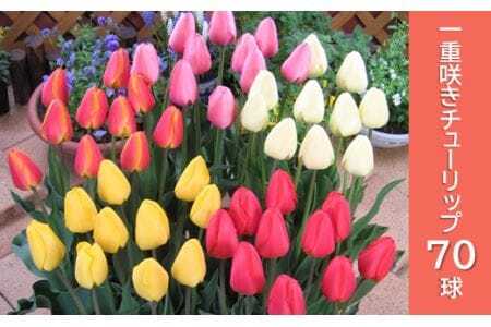 【期間限定】チューリップ球根（特大球）70球入 | 新潟県 球根