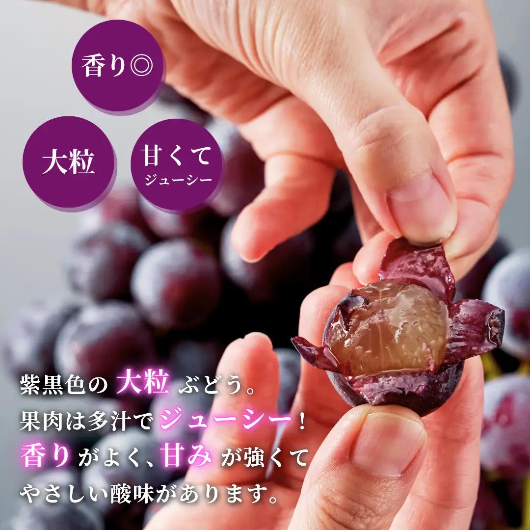 【令和8年産 先行予約】 巨峰 農家こだわりの 巨峰 約2kg |  ぶどう 新潟県 弥彦村 弥彦アグリセンター