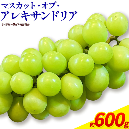 【先行予約】岡山県産 ぶどう マスカット・オブ・アレキサンドリア 600g 株式会社 はちや《8月下旬-9月下旬頃出荷》岡山 国産 葡萄 フルーツ 果物 岡山県 浅口市 フルーツ 果物 マスカット オブ アレキサンドリア【配送不可地域あり】