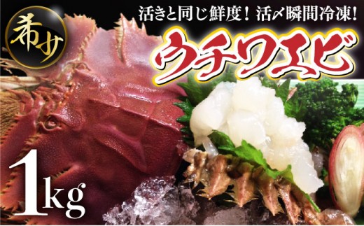 活〆ウチワエビ 1000g(6～10尾)｜国産 東洋町産 セット 海老 うちわえび 新鮮 海鮮 高知県 東洋町 四国 お取り寄せ 送料無料 S209