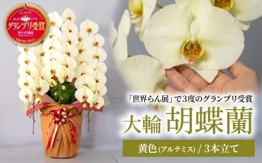 胡蝶蘭 黄色 アルテミス 大輪 3本立て | 花 お花 大輪胡蝶蘭 こちょうらん コチョウラン 蘭 洋蘭 花 贈答 開店祝い ギフト 贈り物 プレゼント 御祝 お祝い 開業祝い 新築祝い 引越し祝い 結婚祝い 出産祝い 内祝い 昇進祝い 誕生日 結婚記念日 記念日 母の日 父の日 敬老の日 お中元 お歳暮 仏事 国分寺洋蘭園 埼玉県 北本市