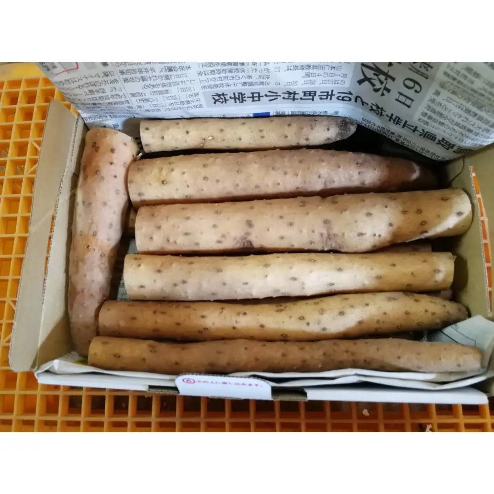 【訳あり】砂丘ながいも 1kg | 長芋
