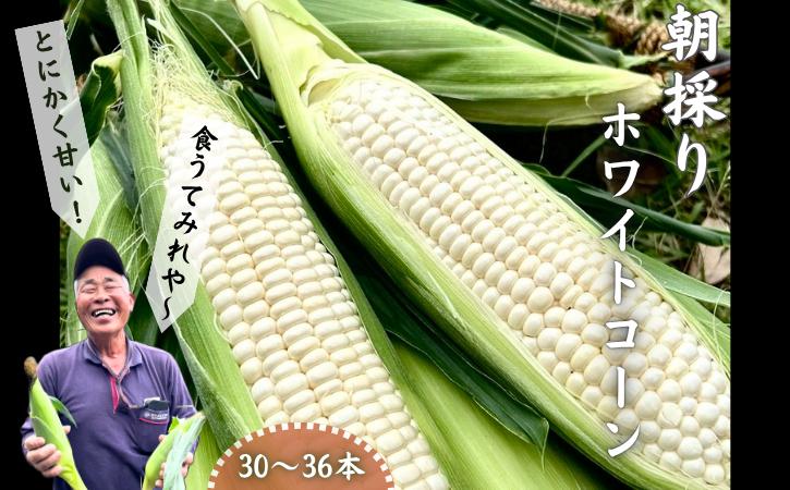 
            種子島 産 朝どれ とうもろこし ホワイトコーン  (30～36本)　NFN619【600pt】 ホワイトコーン トウモロコシ 人気 期間限定 朝獲れ 新鮮 数量限定 甘み 柔らかい ジューシー 冷蔵便 
          