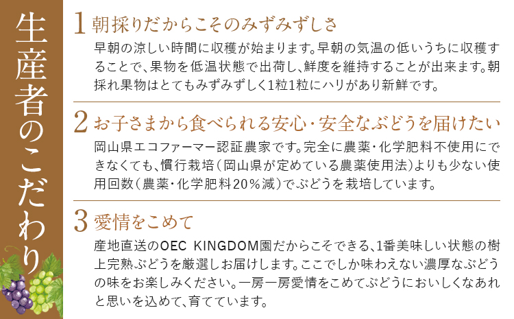 【2025年先行予約】贈答クラス シャインマスカット 2房 (合計1.3kg以上) OEC KINGDOMぶどう家 《8月下旬-10月中旬頃出荷》岡山県 浅口市 ぶどう 果物 贈答用【配送不可地域あり