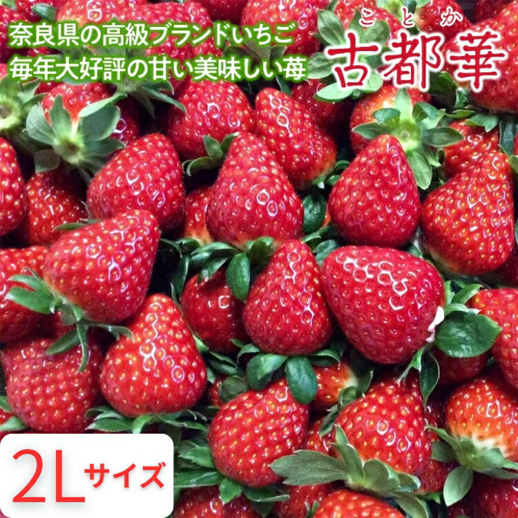 【ふるさと納税】＼選べる内容量／おかげさまで21年目 毎年大好評の甘い美味しい苺（レギュラーパック2Lサイズ）（古都華（ことか））◇ ※発送前に電話連絡あり ※発送時期指定不可 ※北海道・沖縄・離島への配送不可 ※2026年1月上旬頃より順次発送予定