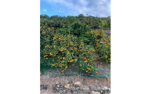 【数量限定】【赤秀特選品】有田みかん　約5kg（Lもしくは2Lサイズ）※サイズ指定不可 	CC06_イメージ5