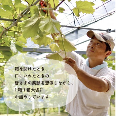 【きよとうファーム】ぶどう3品種詰合せ(シャインマスカット入)3-5房入/計2.4kg～(岡山県産)【配送不可地域：離島】