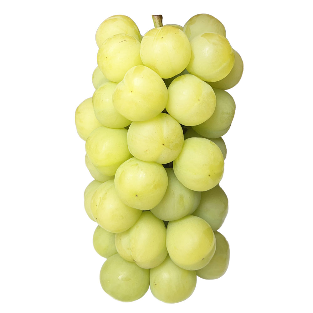 【ふるさと納税】ぶどう 瀬戸ジャイアンツ 3房 （合計2kg以上） 2026年 先行予約 桃太郎ぶどう ブドウ 葡萄 皮ごと 岡山県産 国産 フルーツ 果物 河本農園 岡山県 美咲町 冷蔵 送料無料 【2026年9月上旬～9月下旬発送予定】