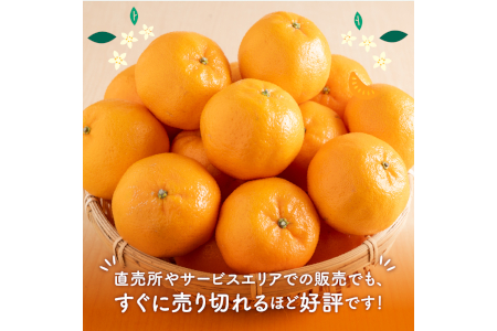 【0613-4】濃厚温州みかん5kg（和歌山天田みかん）みかんの産地和歌山 北村農園直送《先行予約》