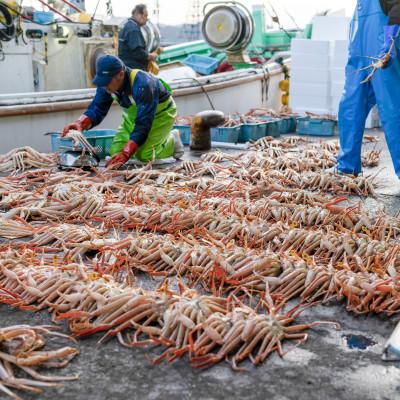 ふるさと納税 小浜市 越前がに (ズワイガニ)600g×1杯 |  | 03