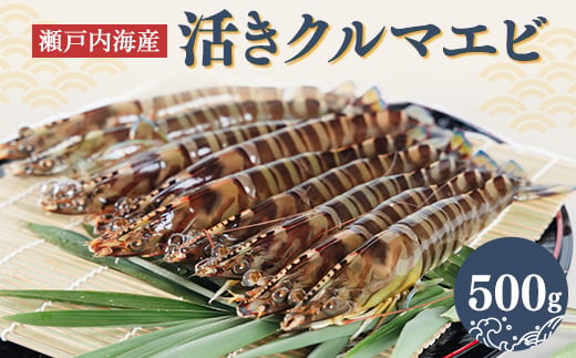 
                  2027年1月発送:活きクルマエビ　500g【1052792】
                