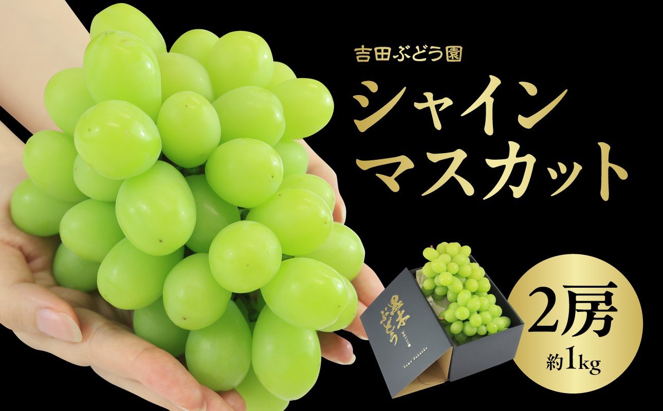 
            シャインマスカット 2房 約1kg 【吉田ぶどう園】 数量限定 期間限定 マスカット フルーツ 朝採れ 朝もぎ 産地直送 クール便 冷蔵配送 旬 箱入り 贈答用 プレゼント ギフト 夏 福岡県 八女市
          