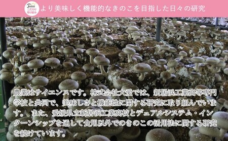 【訳あり】 菌床 生しいたけ 1kg ふぞろいのしいたけ達 愛媛 新居浜産 大きさ 形状 無選別 クール便 ご家庭用