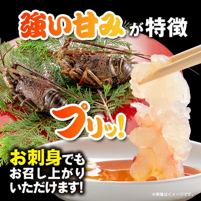 刺身用活〆冷凍伊勢海老900g【配送不可地域：離島】