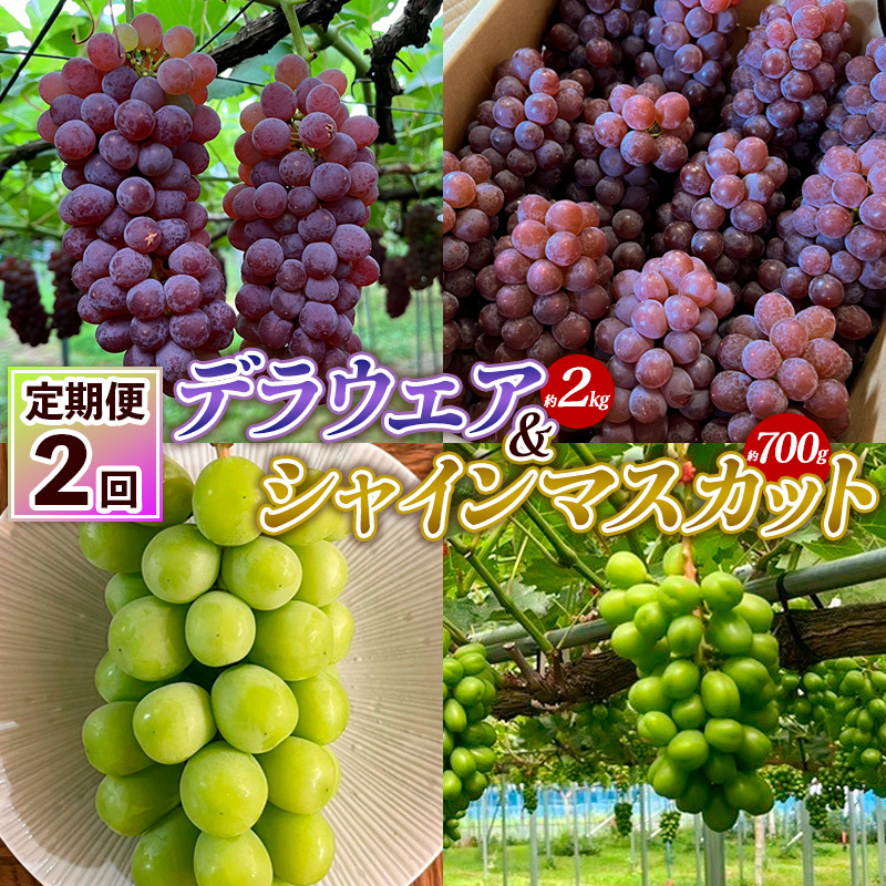 【定期便2回】デラウエア 約2kg 10房～16房＆シャインマスカット 約700g 1房 FY25-004