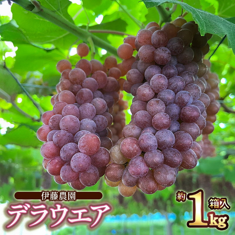 【ふるさと納税】【令和8年産先行予約】ぶどう デラウェア 約1kg箱入(5〜7房)　山形県鶴岡産　伊藤農園