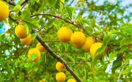 【令和7年産先行受付】山形県 産黄桃 品種おまかせ 特秀品 柔らかくなる桃 約5kg（黄金桃、スイート光黄、黄ららの極み、黄貴妃 他） F4A-0469