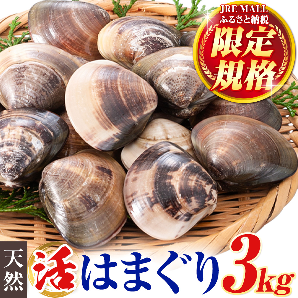 【JRE限定】数量限定 天然 活 はまぐり 3kg 1個:40g～100g 寺田水産 《2025年7月上旬-2026年6月末頃出荷》千葉県 勝浦市 海産 貝 はまぐり【配送不可地域：離島・北海道・沖縄県・東北・中国・四国・九州】---kastuura_trd_16---
