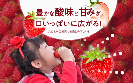 《2026年3月以降順次発送》大粒！完熟いちご2パック入り1箱 フルーツ 果物【まるなかファーム株式会社】