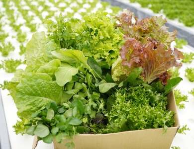 旬の葉物野菜おまかせセット 6回定期便 小島農園 野菜 生野菜 旬野菜 京野菜 野菜