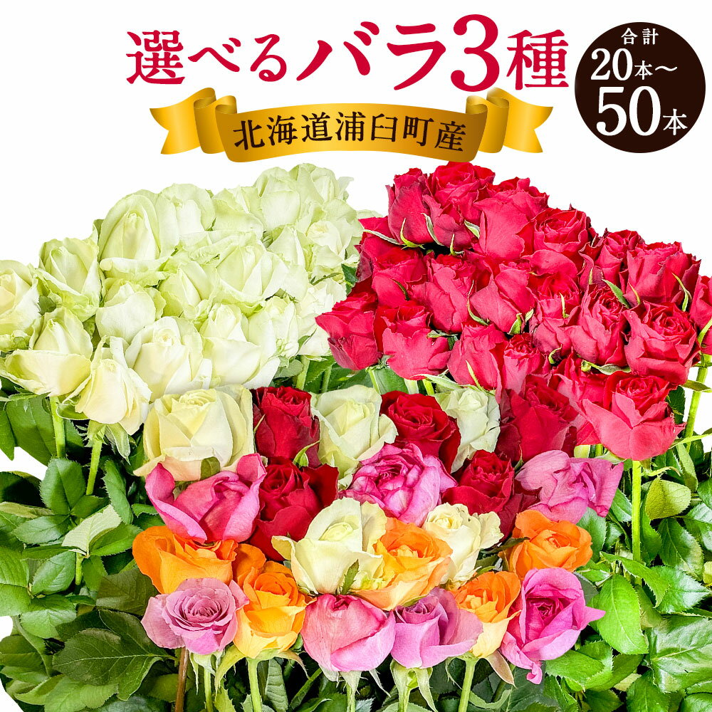 【ふるさと納税】《選べる色・本数》バラ 《アマダ（赤） / アドバンス（白） / 混合》《20‐30本 / 40‐50本》花 植物 赤バラ 白バラ 薔薇 ローズ 生花 贈り物 プレゼント ギフト お祝い 記念日 誕生日 プロポーズ 北海道 浦臼町 送料無料