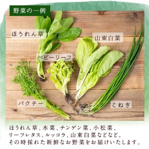 i678-A ＜定期便・計6回(隔月)＞ひかりのお野菜(約10束・5～6種)【ひかりの郷】