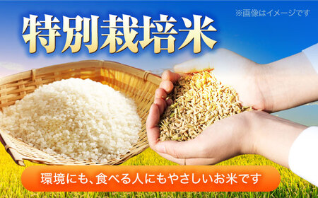 【 先行予約 /9月中旬以降発送】　【令和7年産】 福井県産 特別栽培米4 コシヒカリ 白米 10kg / 米 お米 精米 国産米 / 小浜市 / 北川博司[BFDG002]