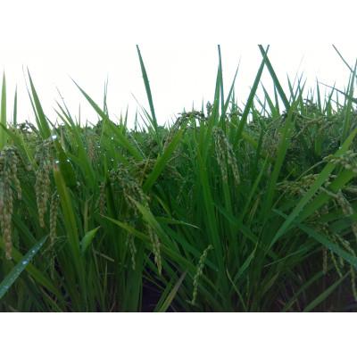 ふるさと納税 橋本市 令和7年産　栽培期間中農薬を減らして育てた玄米 約5キロ　和歌山県橋本市 |  | 01