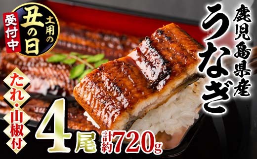 
                  【0264363a-2607】＜土用丑の日までにお届け＞東串良町のうなぎ蒲焼(無頭)(4尾・計約720g・タレ、山椒付)うなぎ 高級 ウナギ 鰻 国産 蒲焼 蒲焼き たれ 鹿児島 ふるさと 人気【アクアおおすみ】
                