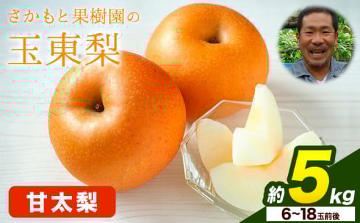 さかもと果樹園の玉東梨 甘太梨 約5kg (6玉-18玉前後) 《9月中旬-9月下旬頃出荷》【日付指定・品種指定不可】 熊本県玉名郡玉東町 梨 なし 果物 フルーツ 甘太