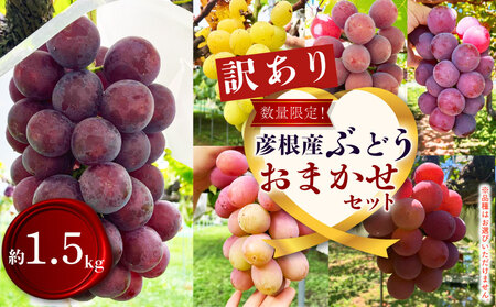  【ふるなびWEEK対象】 訳あり ぶどう 約1.5kg  3房 小粒パック 【2025年発送】 【ピオーネ ぶどう 葡萄 ブドウ 藤稔 安芸クイーン 多摩ゆたか 紅伊豆 ゴルビー 令和7年発送 期間限定 フルーツ 果物】