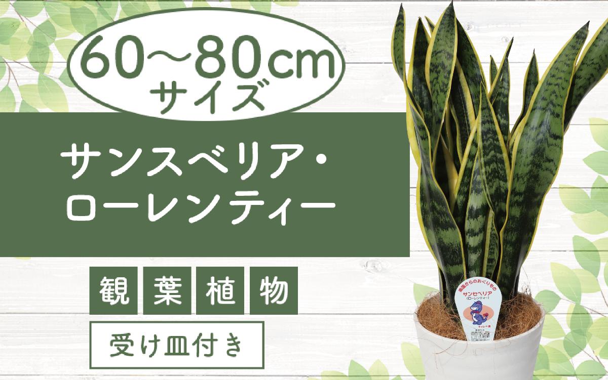 
            2025年3月上旬～発送【観葉植物】サンスベリア・ローレンティー60cm～80cm(鎌ヶ迫園芸場/014-1412) 南国鹿児島県で育った 観葉植物！植物 鉢付 インテリア 室内 オフィス おしゃれ プレゼント ギフト 開店祝い 移転祝い マイナスイオン【配送不可地域：北海道・沖縄県・離島】
          