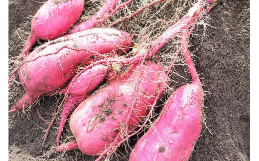 【11月中旬発送・先行受付】ホクホク系のさつまいも 食べ比べ 約4kg 青森県十和田市産 [栗かぐや 紅あずま]