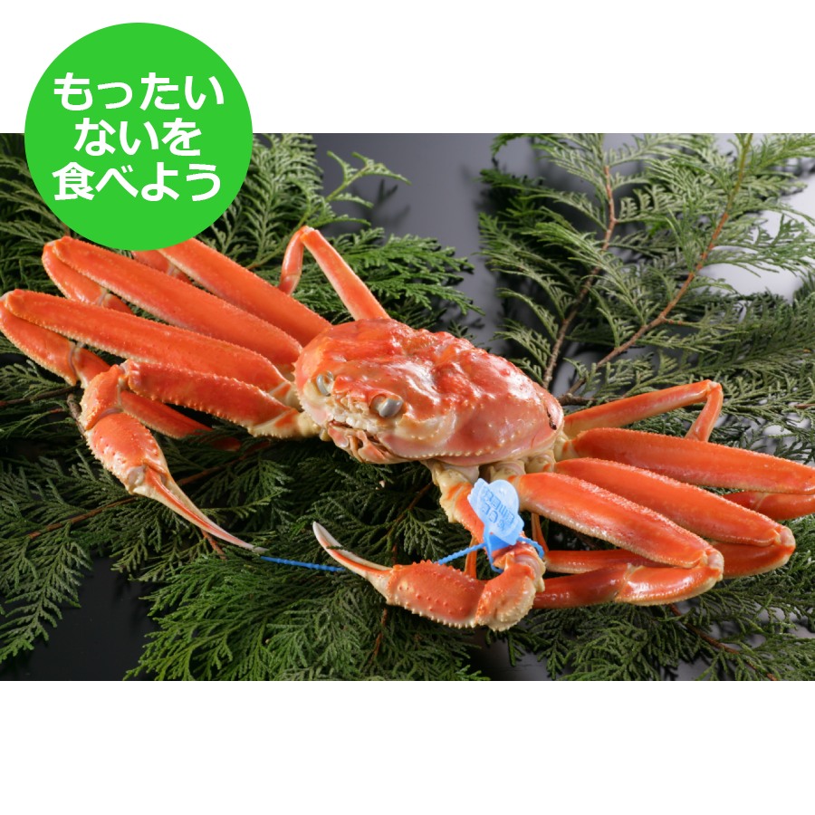 【もったいない！を食べよう】＜北畿水産＞山陰沖「ゆで松葉蟹」（800g～900g/大サイズ）（12月発送）