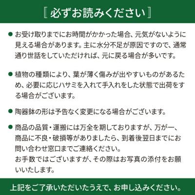 ふるさと納税 糸島市 モンステラ (大) (スクエアポット) cocoha [AWB021] 観葉植物 室内 大きい |  | 03