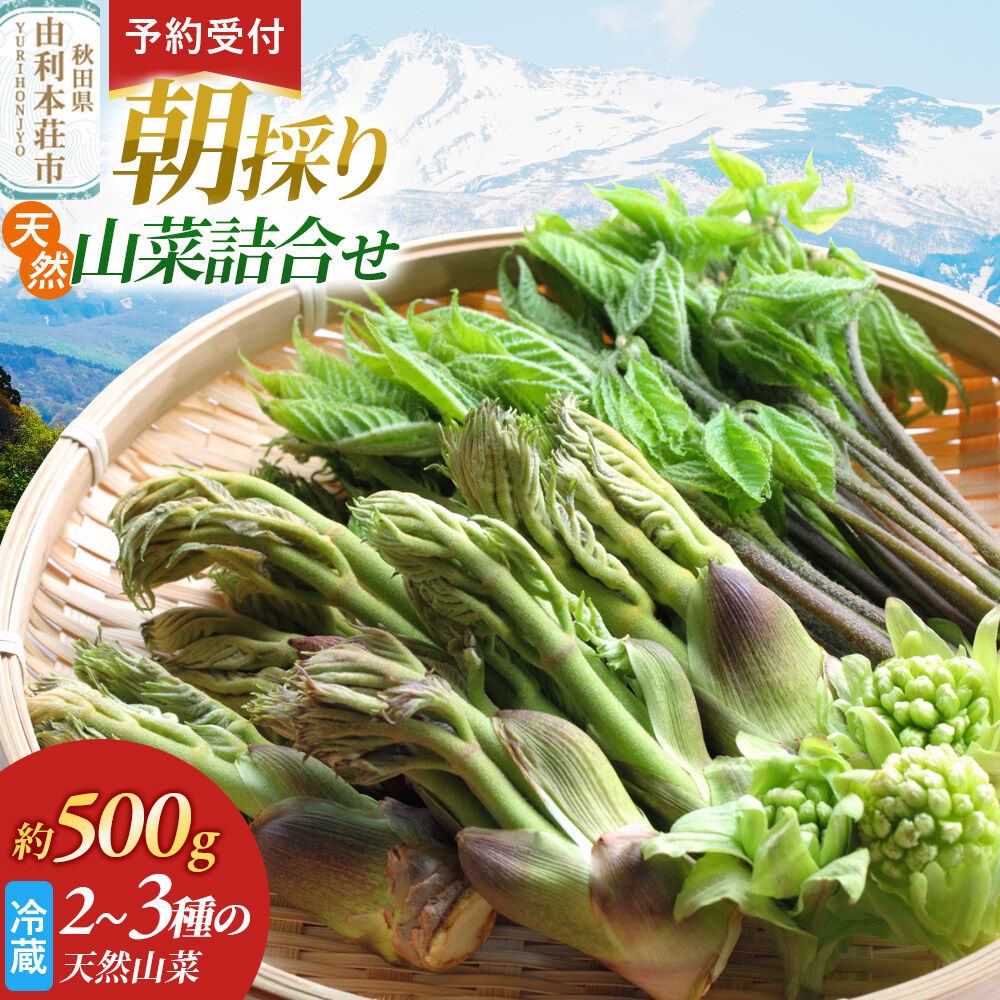 《予約受付》朝採り発送！天然山菜詰合せ 約500g（2～3種類） [山菜 天然山菜 さんさい 野菜 詰合せ 詰め合わせ 朝採り発送！ 天ぷら おひたし 煮物 秋田県産 国産]
