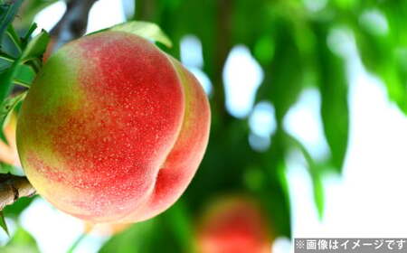 ハウスもも 約1kg（品種おまかせ）旬の桃 桃 もも 旬 果物 くだもの フルーツ 果実 デザート 【2026年5月下旬～6月上旬発送予定】