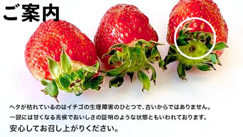 【 先行予約 2027年1月中旬以降発送 】 数量限定 農家直送 ♪ 八千代町産 いちご ボリュームパック （ 4パック ） 人気 の 詰め合わせ セット イチゴ 苺 季節限定 茨城県 フルーツ 果物 食べ比べ セット [AJ002ya]