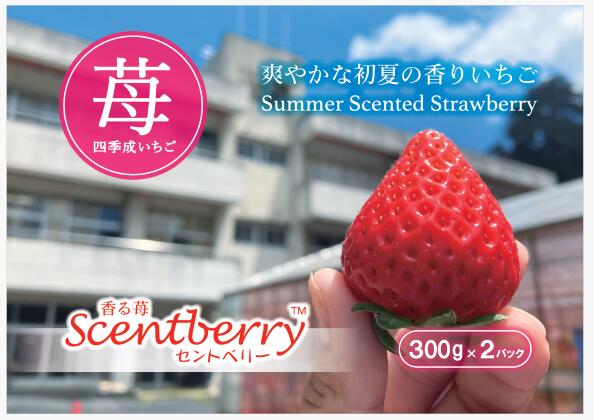 【ふるさと納税】新品種　香川県産夏イチゴ　香る苺/Scentberry/セントベリー　約300g×2パック 希少 苺 夏 いちご 新品種 豊かな 香り 甘み ジューシー食感 高級 いちご 果物 フルーツ デザート 果肉 甘い 国産 贈り物 人気 旬の果物 香川県 三木町