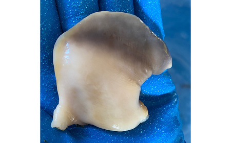 【青森県太平洋沖産】ホッキ貝　約3kg（9～12玉）　【02408-0167】