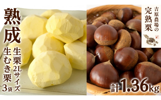 【 吉原農場 の 完熟栗 】 熟成 生栗 1kg 2Lサイズ ・ 生むき栗 3袋 セット 令和7年産 完熟 栗 くり クリ 栗ごはん 贈答 ギフト 果物 フルーツ 数量限定 旬 秋 冬 正月 おせち [CX011ci]